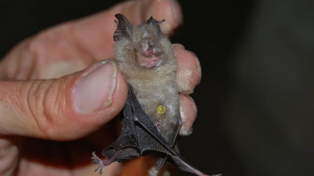 Alerta mundial | Científicos descubren al animal que podría causar la próxima pandemia y alertaron a todos