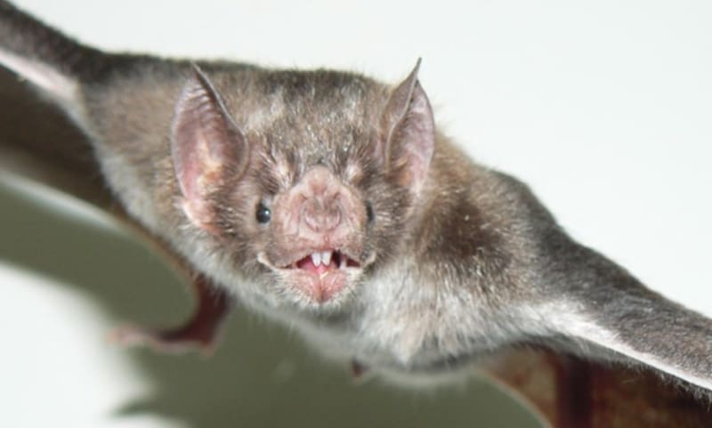 Cuando el contacto se vuelve peligro: cómo la deforestación y la urbanización convierten virus silvestres en amenazas humanas. Fuente: archivo