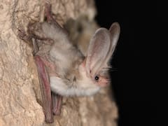 El depredador mamífero albino de Asia que se creía extinto desde hace 55 años y reapareció en su hábitat natural