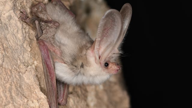 El depredador mamífero albino de Asia que se creía extinto desde hace 55 años y reapareció en su hábitat natural