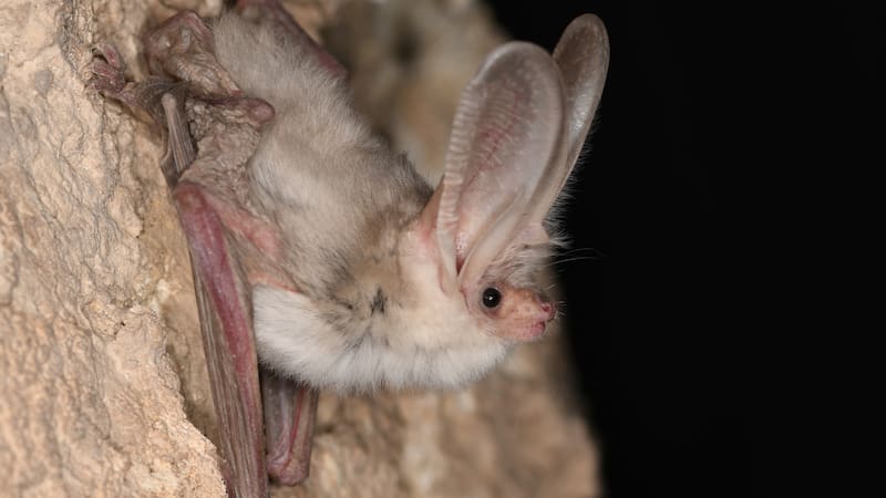 murciélago orejudo de Turkestán. (Fuente: Museo de Historia Natural de Berlín)