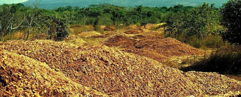 La descomposición de las cáscaras aportó nutrientes esenciales y dificultó el crecimiento de gramíneas invasoras (Fuente: Universidad de Princeton).