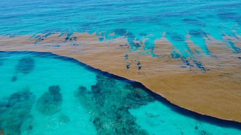El descubrimiento del siglo | Hallan una extraña y enorme franja marrón en el Atlántico que preocupa a toda la comunidad científica: qué significa