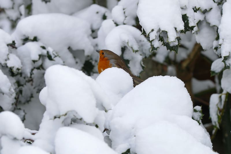 LUGO, 22/12/2025.- Un pájaro de la especie petirrojo europeo posado en las ramas nevadas de un árbol en Pedrafita do Cebreiro (Lugo), este lunes. La primera semana de las fiestas navideñas va a trascurrir con ambiente frío y temperaturas diurnas inferiores a lo habitual para la época, con valores que este lunes y el día de Navidad llegarán a estar entre 5 y 10 grados por debajo de lo normal, según la Agencia Estatal de Meteorología (Aemet). EFE/ Eliseo Trigo