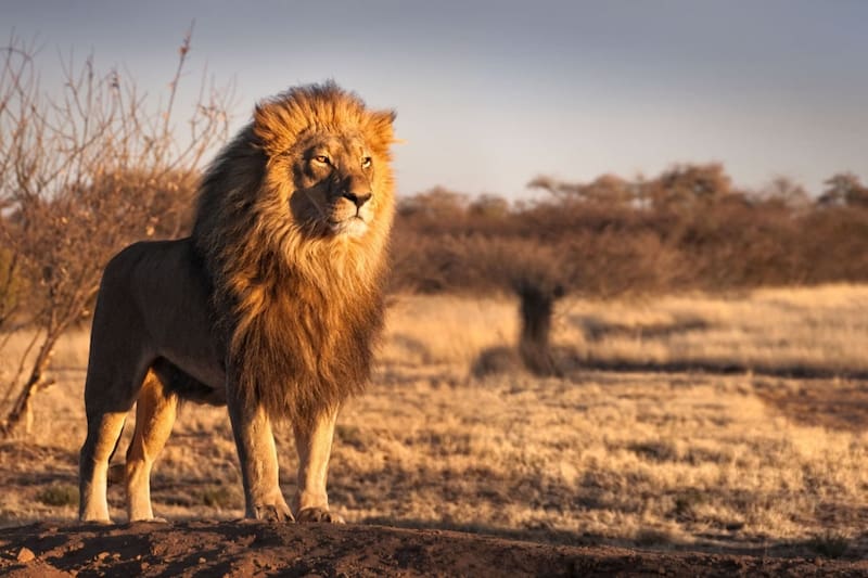 Un descubrimiento cambia la historia de los leones: científicos descubren que el de las cavernas era una especie distinta mucho antes de lo pensado