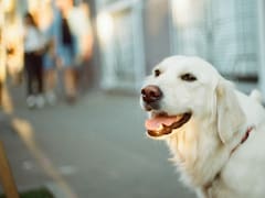 El Tribunal Superior defiende a un trabajador despedido por pasear a su perro: Mercadona le deberá pagar una jugosa indemnización