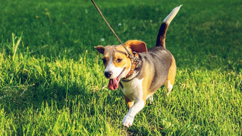 Ni 15 minutos ni una hora, ¿cuánto tiempo hay que sacar a pasear al perro por día para que esté feliz y sano?
Fuente: Artem Beliaikin / Unsplash