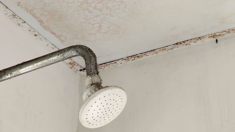 Ni lavandina ni bicarbonato | Cómo eliminar las manchas de humedad del baño y dejar las paredes como nuevas y sin gastar plata
Fuente: Shutterstock