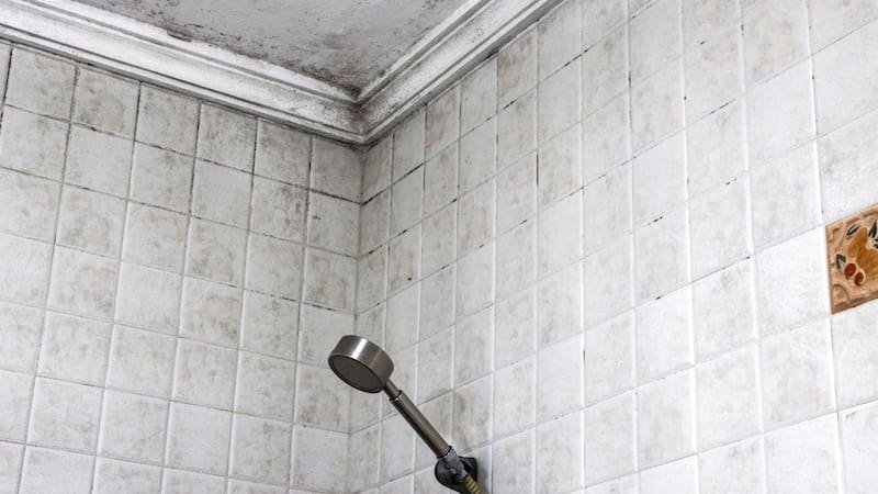 Ni lavandina ni bicarbonato | Cómo eliminar las manchas de humedad del baño y dejar las paredes como nuevas y sin gastar plata
Fuente: Shutterstock