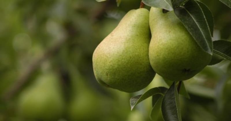 Río Negro alcanza un récord histórico de exportaciones de pera y entra al top 4 mundial