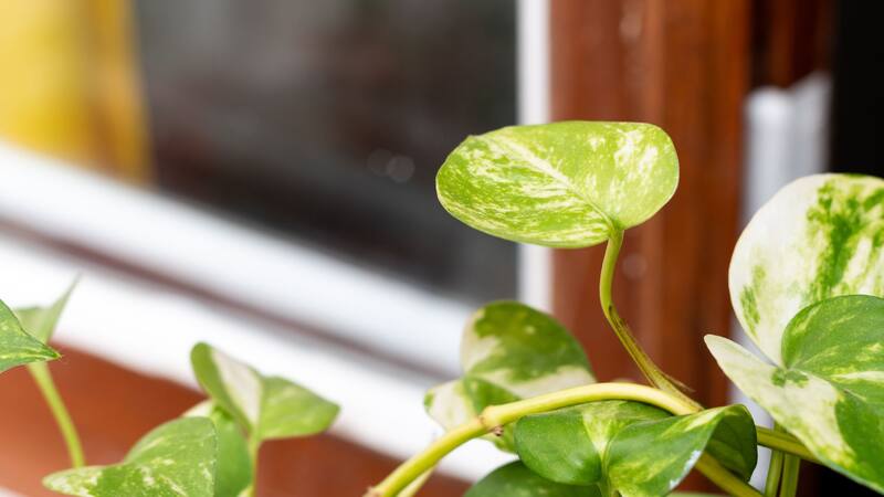 No es el balcón: este es el mejor lugar de la casa para ubicar el potus, según el Feng Shui
Fuente: Shutterstock