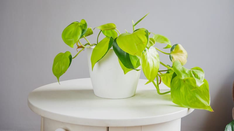 No es el balcón: este es el mejor lugar de la casa para ubicar el potus, según el Feng Shui
Fuente: Shutterstock