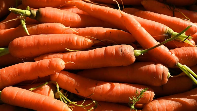 No es el tomate | El vegetal que mejora la visión, potencia el sistema inmune y cuida la salud intestinal que recomiendan los especialistas
Fuente: Shutterstock