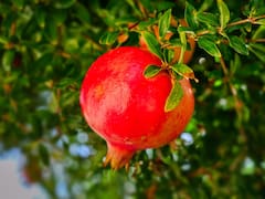 No es pescado: el alimento que tienes que comer para tener más memoria y prevenir el Alzheimer - Clone