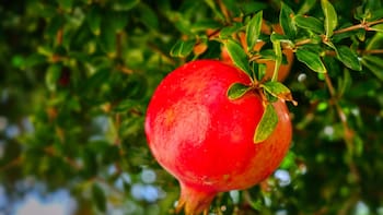 No es pescado: el alimento que tienes que comer para tener más memoria y prevenir el Alzheimer - Clone