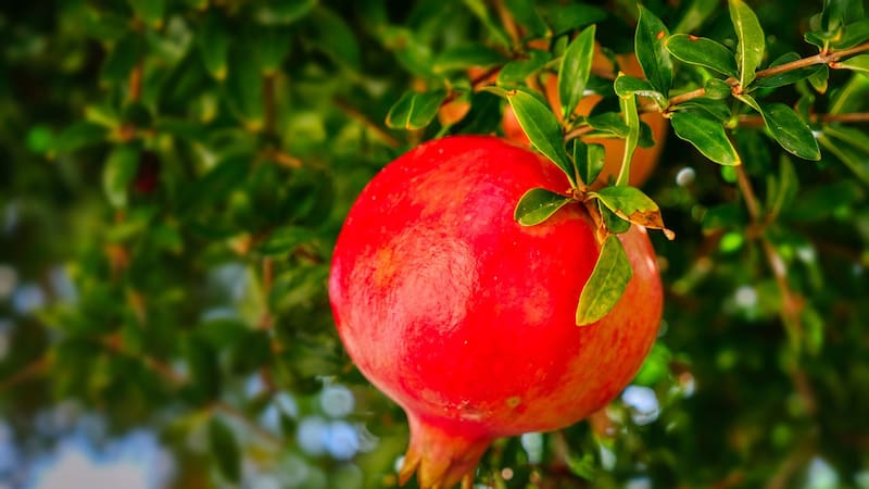 No es pescado: el alimento que tienes que comer para tener más memoria y prevenir el Alzheimer.