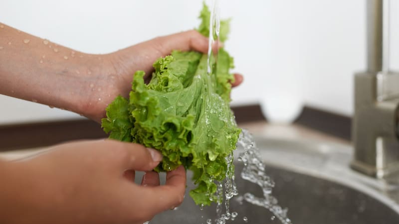 No es solo con agua: esta es la forma correcta de lavar la lechuga para eliminar todas las bacterias
Fuente: Shutterstock