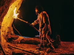 No fue el fuego: descubrieron el invento que fue clave para la supervivencia del Homo sapiens