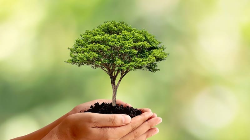 No todos los lugares son aptos para que un árbol eche raíces y crezca sin generar conflictos.