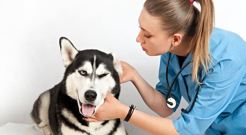 Ley de Bienestar Animal | Confirman cuántas mascotas se pueden tener en el hogar con la nueva regulación (foto: archivo).