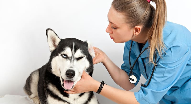 Ley de Bienestar Animal: ¿cuántas mascotas se podrán tener en el hogar desde ahora? (foto: archivo).