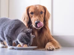 Cambia la pensión alimentaria en los divorcios: la Justicia falló y ahora se deberán tener en cuenta a las mascotas en México