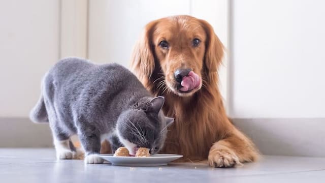 Cambia la pensión alimentaria en los divorcios: la Justicia falló y ahora se deberán tener en cuenta a las mascotas en México