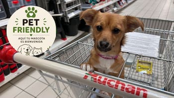 Es ley y obligatorio | Todos los negocios pet friendly deberán tramitar la nueva certificación para perros y gatos