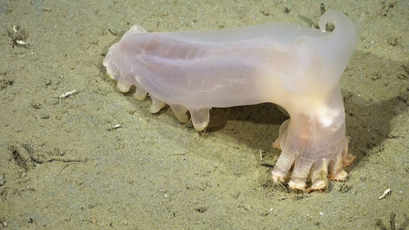 Un equipo del CONICET descubrió 57 nuevas especies submarinas.