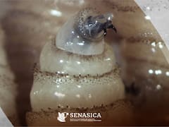 Alerta en todo México: advierten por una peligrosa plaga que deben controlar antes de que se vuelva una pandemia para el 2026