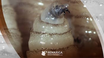 Alerta en todo México: advierten por una peligrosa plaga que deben controlar antes de que se vuelva una pandemia para el 2026