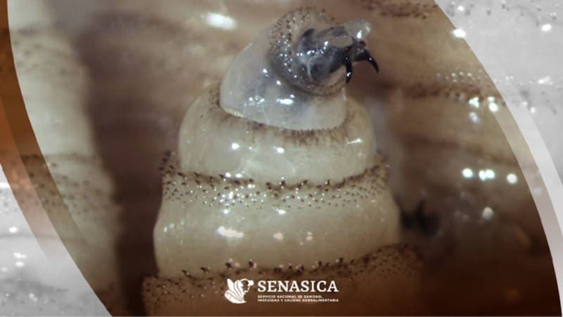 Alerta en todo México: advierten por una peligrosa plaga que deben controlar antes de que se vuelva una pandemia para el 2026