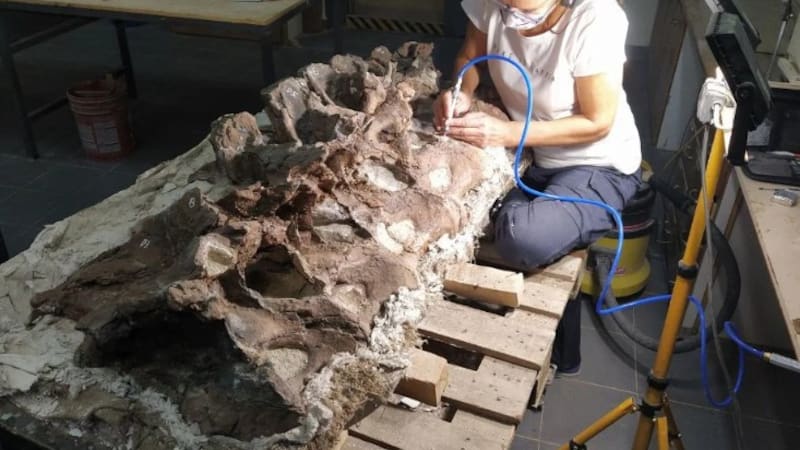 Bicharracosaurus pertenece a los Macronaria, un grupo de saurópodos con origen en el Jurásico