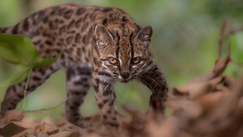 El nuevo gato descubierto