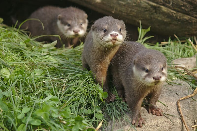 La aparición de este ejemplar trajo esperanza a científicos y conservacionistas.