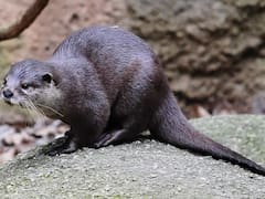 Milagro en el mundo animal | La nutría más pequeña del mundo reaparece después de 200 años extinta: “Está frágil y herida”