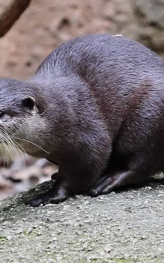 Milagro en el mundo animal | La nutría más pequeña del mundo reaparece después de 200 años extinta: “Está frágil y herida”