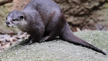 Milagro en el mundo animal | La nutría más pequeña del mundo reaparece después de 200 años extinta: “Está frágil y herida”