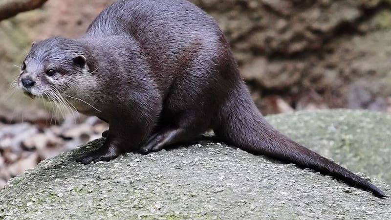 La nutría más pequeña del mundo reaparece después de 200 años extinta: “Está frágil y herida”