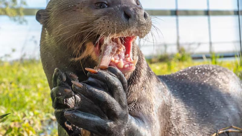 Una especie en peligro de extinción reaparece tras 40 años y se convierte en la clave para el equilibrio ecológico de los humedales.