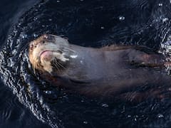 El depredador mamífero latinoamericano que se creía extinto desde hace 39 años y reapareció en su hábitat natural