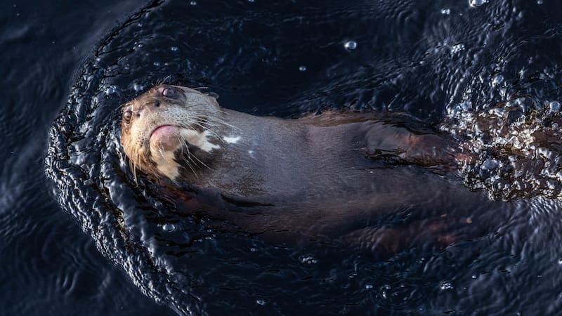 La nutria gigante es uno de los depredadores tope de los humedales y su regreso indica una mejora ambiental sostenida.