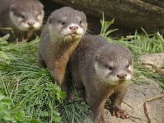 Regresa tras 40 años de ausencia, Argentina marca un hito con el retorno de un mamífero en riesgo de extinción a los Esteros del Iberá