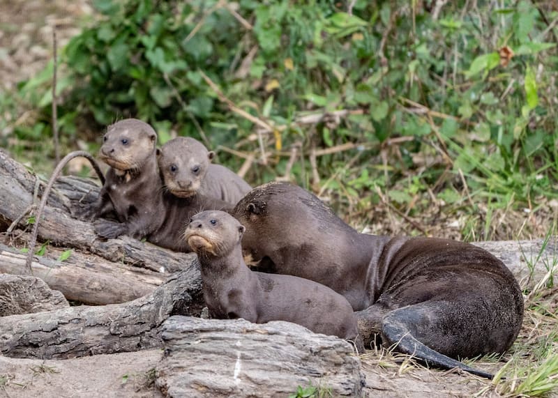 El Parque Iberá ofrece un hábitat óptimo para la nutria gigante por su biodiversidad, protección y baja intervención humana.