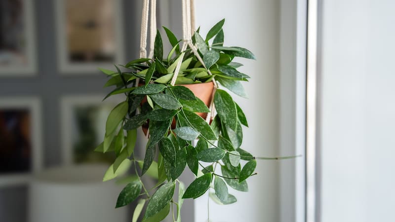 Ocupan poco lugar, son súper verdes e ideales para espacios chicos: las mejores plantas para un departamento
Fuente: Shutterstock