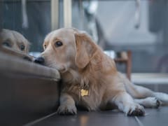 Oficial | La ley prohíbe dejar perros y gatos en balcones y terrazas: las multas llegan a 50.000 euros
