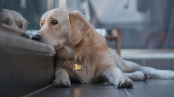 Oficial | La ley prohíbe dejar perros y gatos en balcones y terrazas: las multas llegan a 50.000 euros