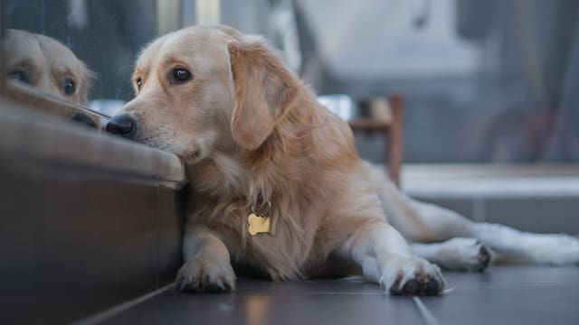 Oficial | La ley prohíbe dejar perros y gatos en balcones y terrazas: las multas llegan a 50.000 euros