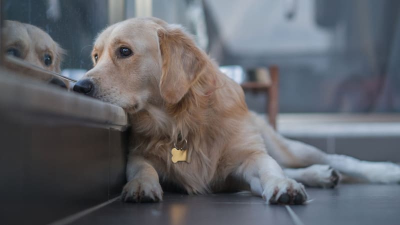 Oficial | La ley prohíbe dejar perros y gatos en balcones y terrazas: las multas llegan a 50.000 euros (Fuente: Shutterstock)