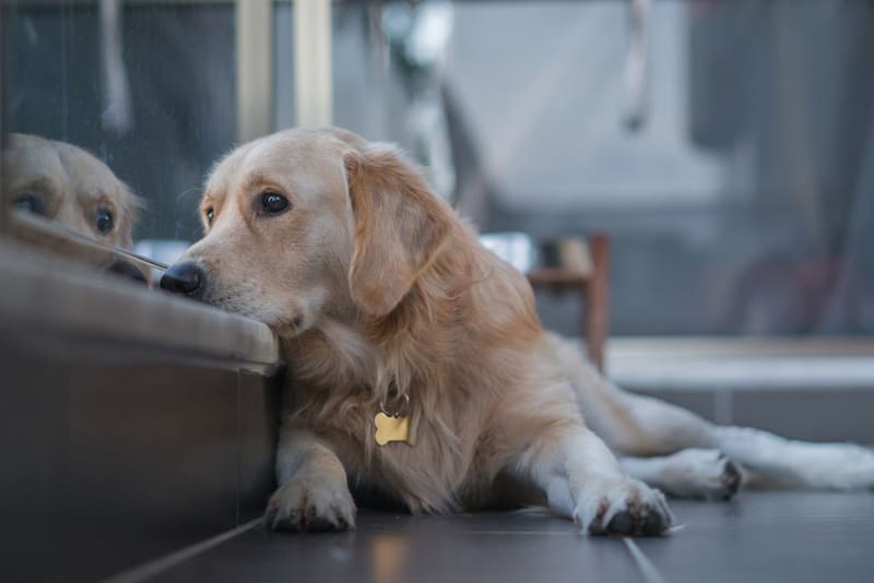 Buscan voluntarios para cuidar perros en París: ofrecen alojamiento gratis por hasta 16 días